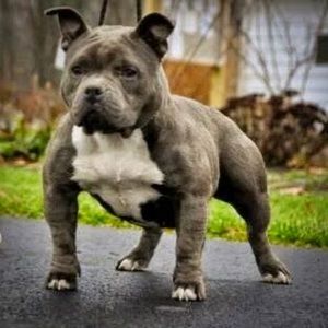 Meet your Posher, Ray